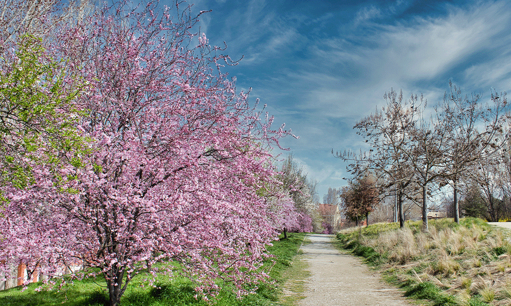 Cherry Blossom in Montreal